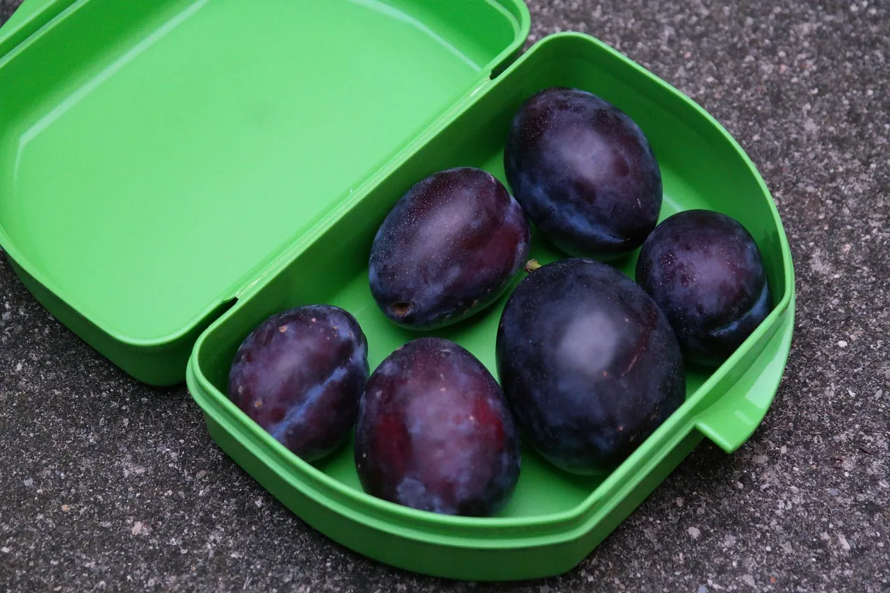 세척한 도시락 용기